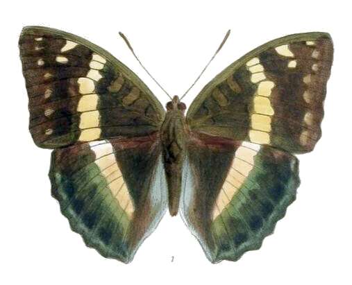 صورة Euthalia franciae Gray 1846