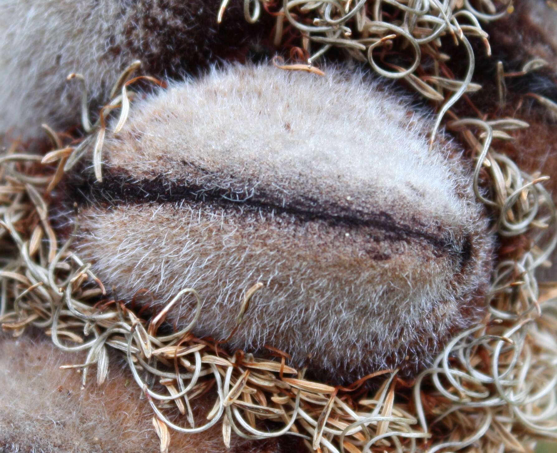 Plancia ëd Banksia attenuata R. Br.