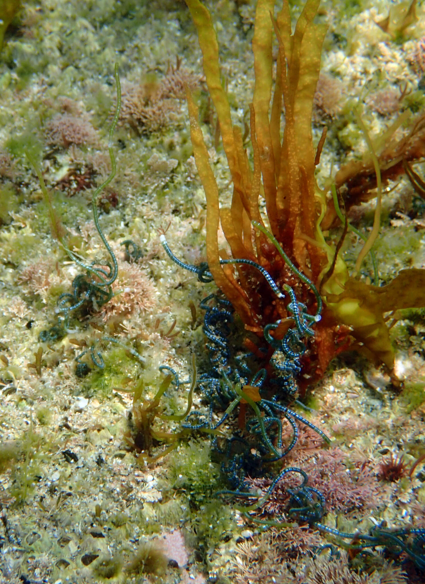 Image of Chaetomorpha spiralis