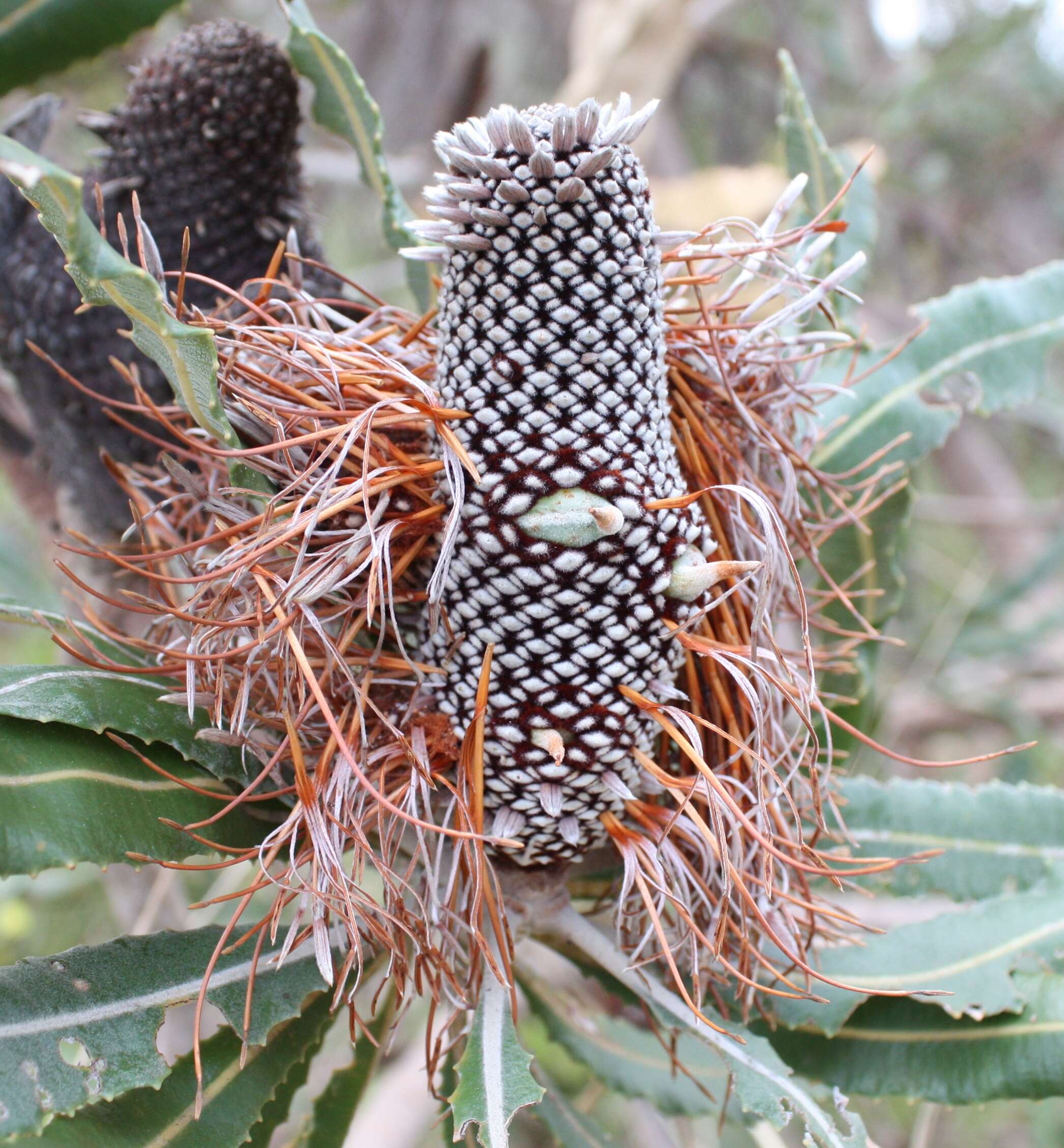 Image of Firewood Banksia