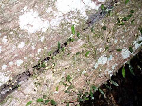 Image of Tiny strand orchid