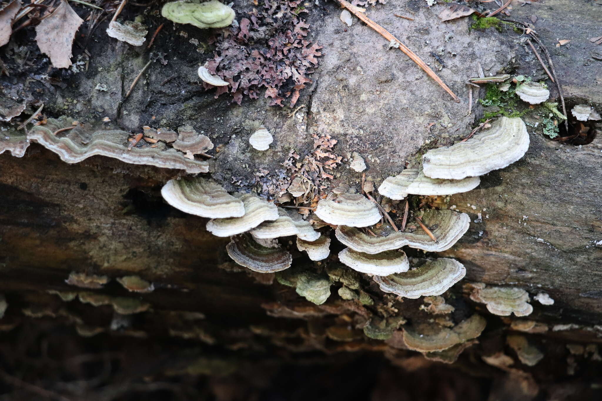 Image de Polypore violet