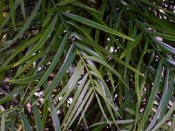 Image of Afrocarpus falcatus