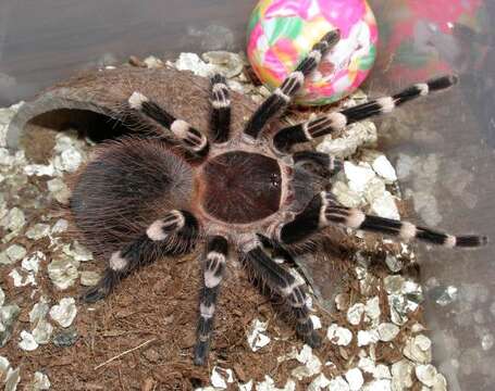 Image of Brazilian Whiteknee Tarantula