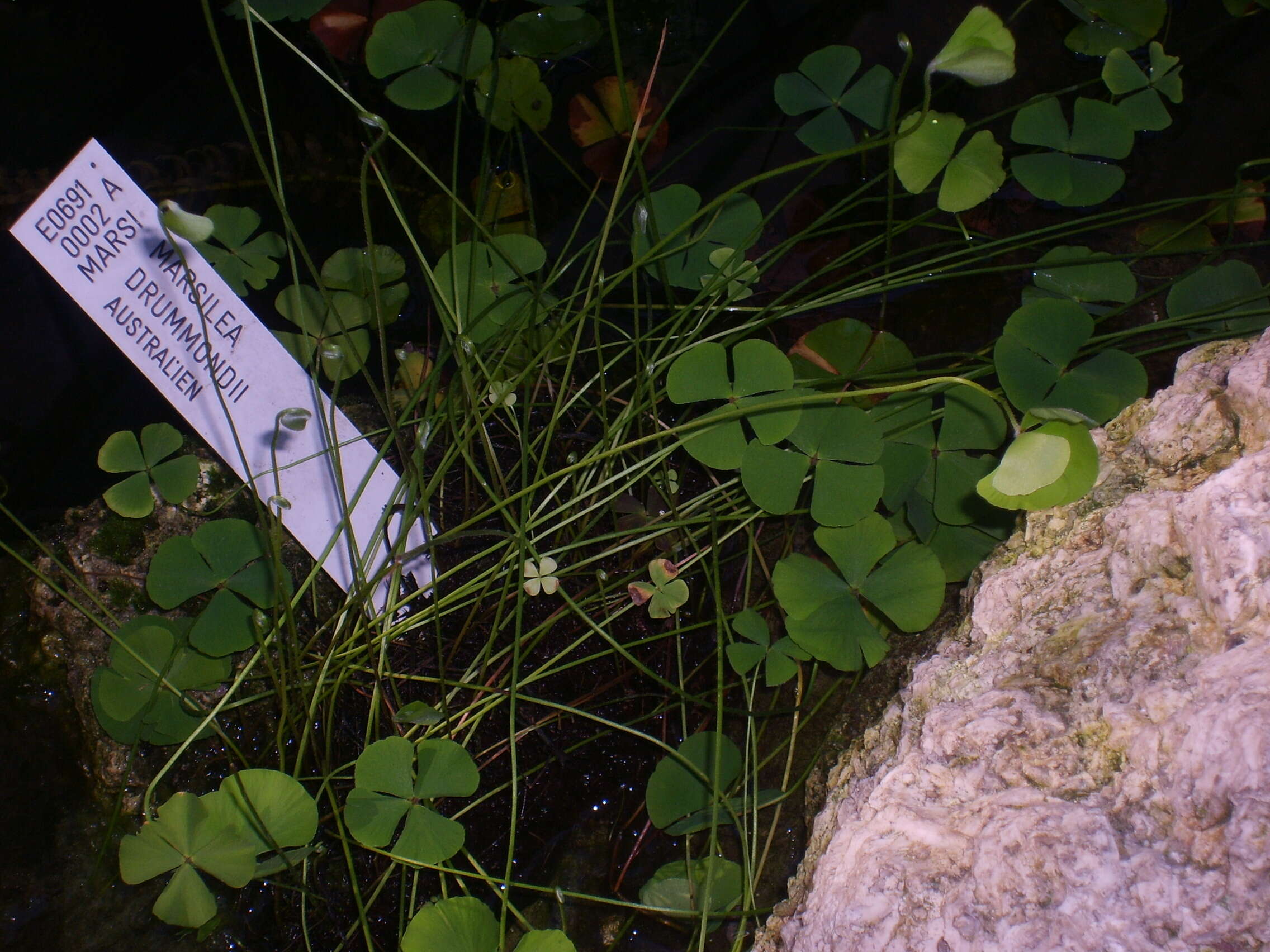 Image of Drummond's Water-Clover