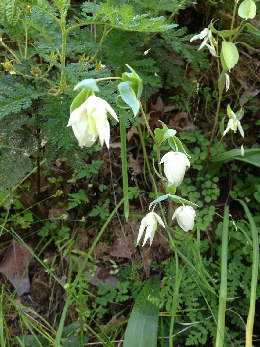 Image of White fairy-lantern