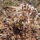 Pelargonium campestre (Eckl. & Zeyh.) Steud. resmi