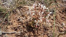 Image of Pelargonium campestre (Eckl. & Zeyh.) Steud.