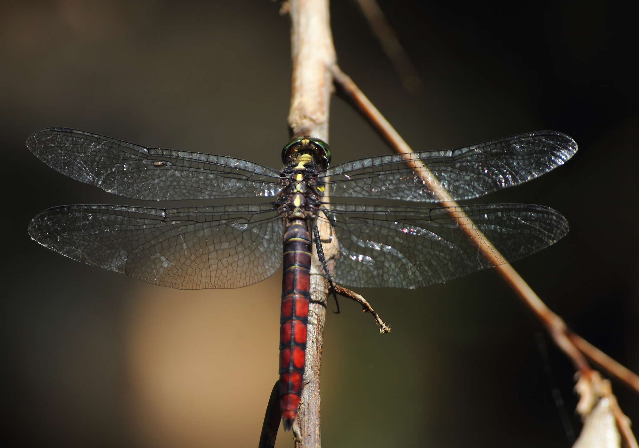 Image de Onychothemis culminicola Förster 1904