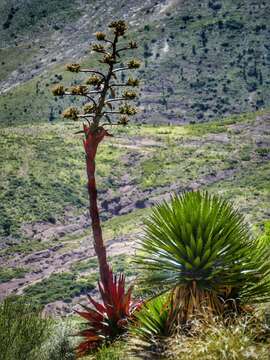 Image of Agave gentryi B. Ullrich