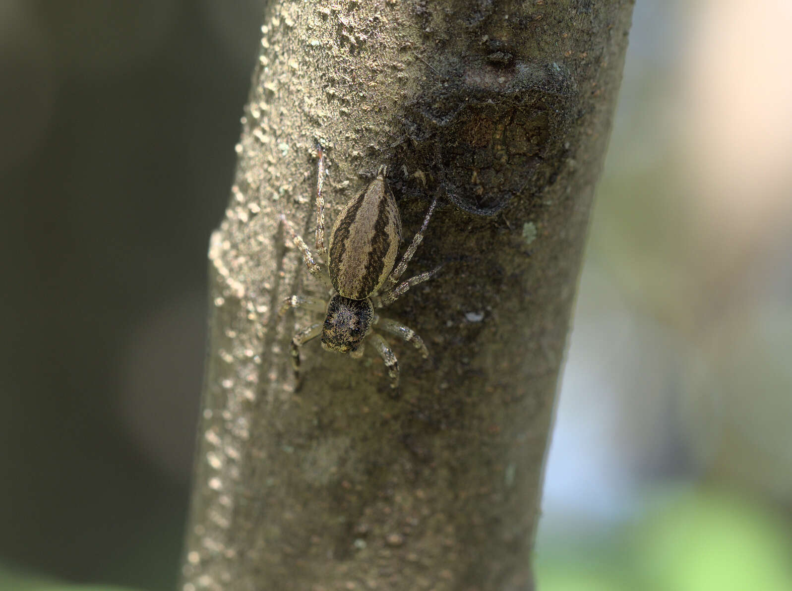 Image of Zenodorus swiftorum (Zhang & Maddison 2012)