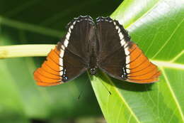 Image de Siproeta epaphus