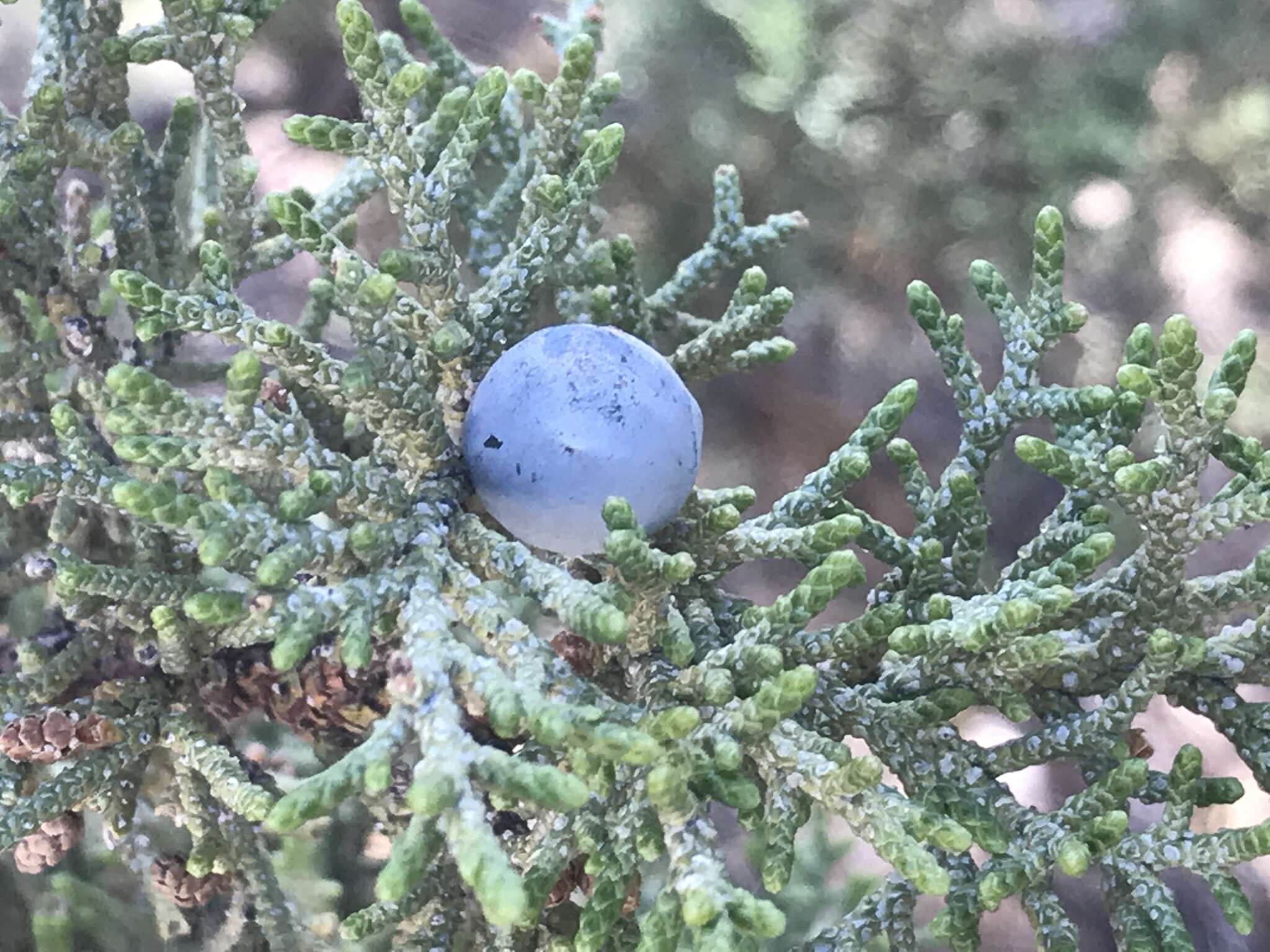 Imagem de Juniperus occidentalis Hook.