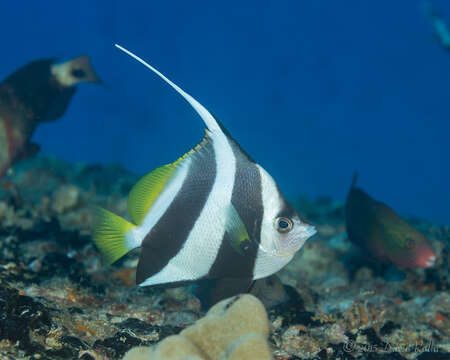 Image of Bannerfish