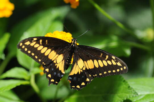 Image of Black Swallowtail