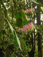 Imagem de Cavendishia grandifolia Herold