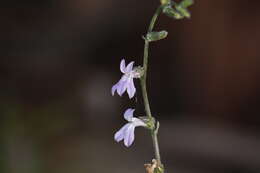 Plancia ëd Lobelia glandulosa Walter