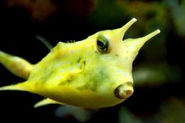 Image of Longhorn cowfish