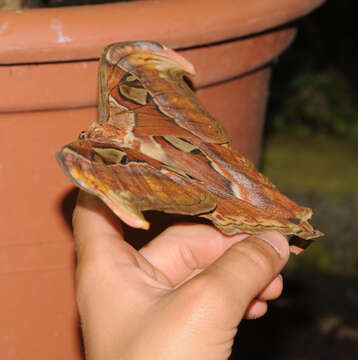 Image of atlas moth