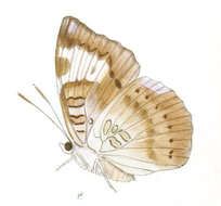 Image of Euthalia alpheda Godart 1823