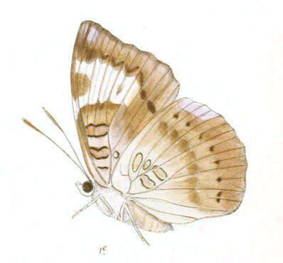 صورة Euthalia alpheda Godart 1823