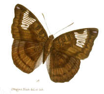 Image of Euthalia alpheda Godart 1823