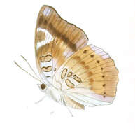 صورة Euthalia alpheda Godart 1823