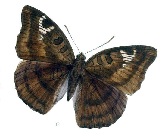 صورة Euthalia alpheda Godart 1823