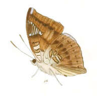 صورة Euthalia alpheda Godart 1823