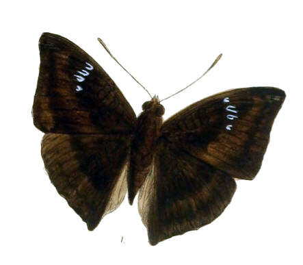 صورة Euthalia alpheda Godart 1823