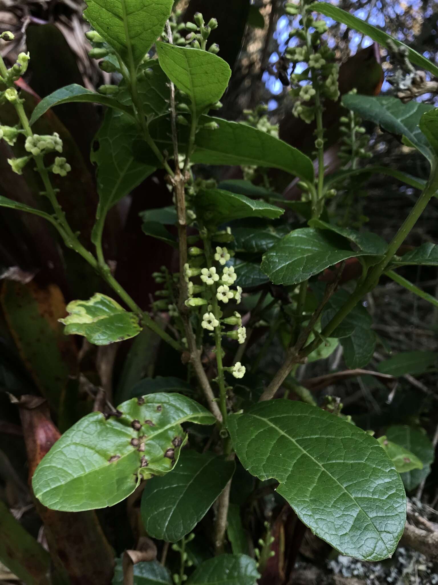 Image of Citharexylum sulcatum Moldenke