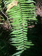 صورة Lomariopsis tenuifolia (Desv.) Christ