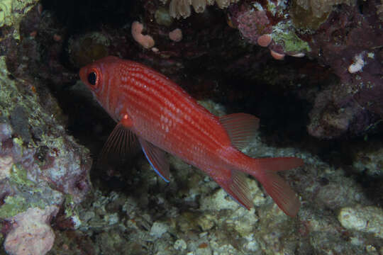 Image of Pink squirrelfish