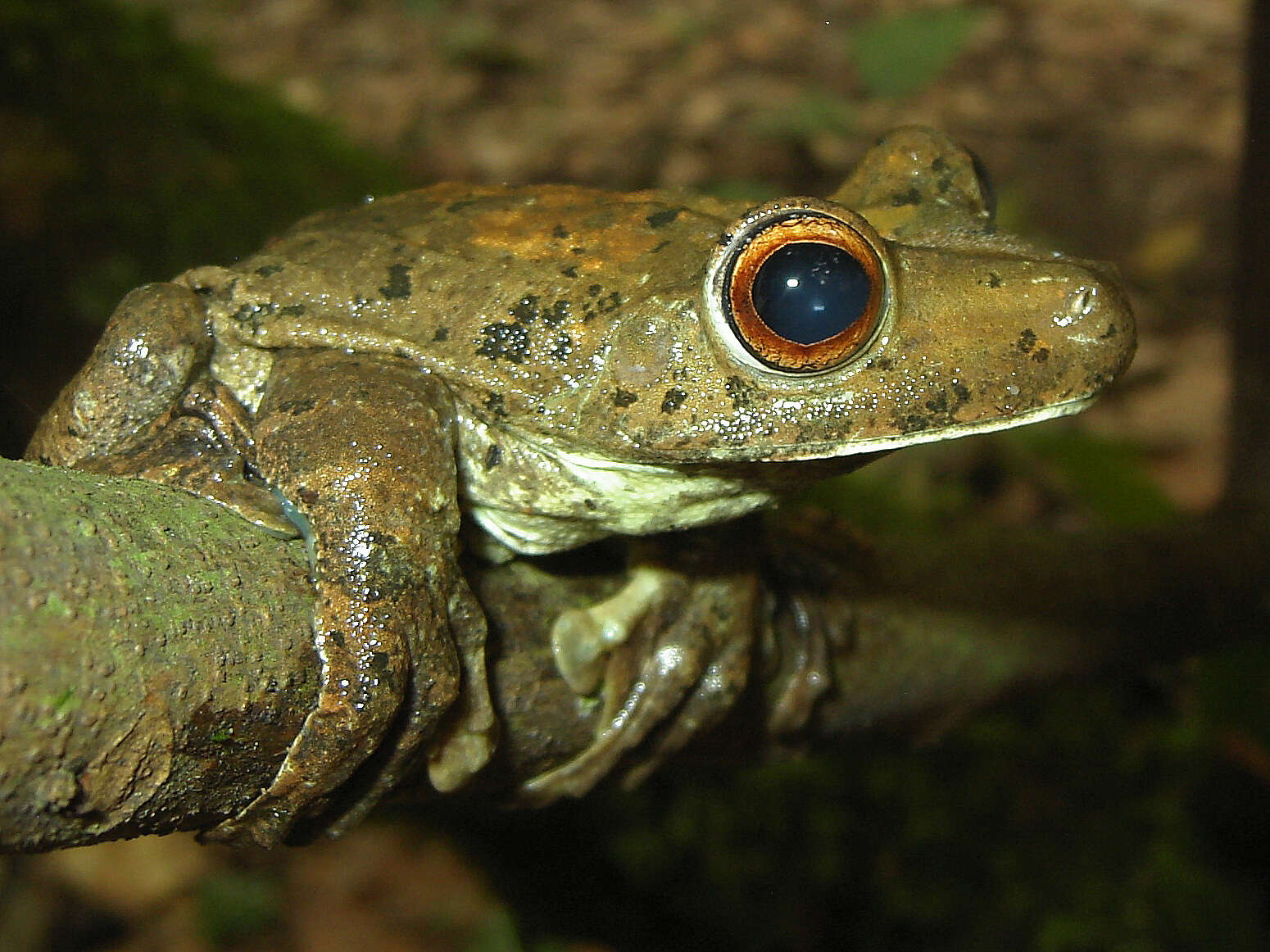 Image de Boana boans (Linnaeus 1758)