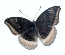 Image of Tanaecia lepidea Butler 1868