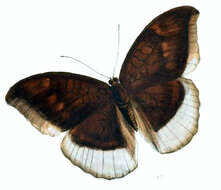 Image of Tanaecia lepidea Butler 1868