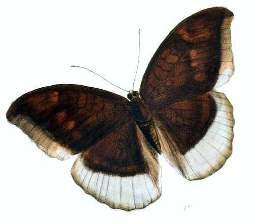 Image of Tanaecia lepidea Butler 1868