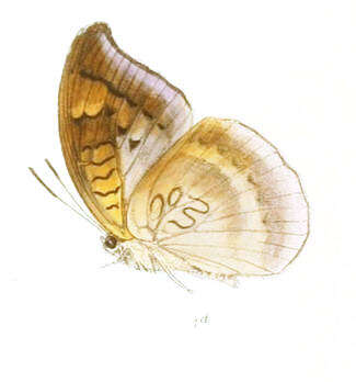 Image of Tanaecia lepidea Butler 1868