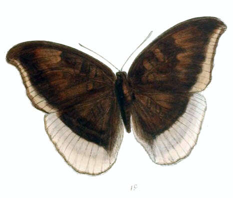 Image of Tanaecia lepidea Butler 1868