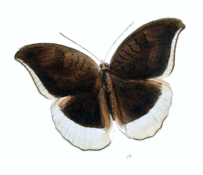 Image of Tanaecia lepidea Butler 1868