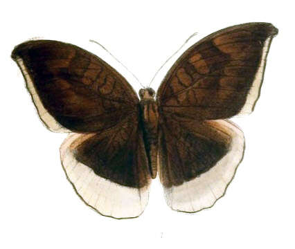 Image of Tanaecia lepidea Butler 1868