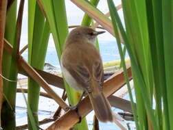 Imagem de Acrocephalus gracilirostris gracilirostris (Hartlaub 1864)