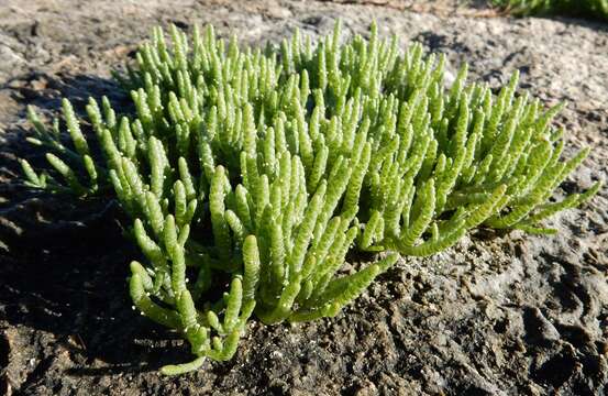 Слика од Salicornia natalensis Bunge ex Ung.-Sternb.