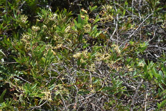 Image of Stenocarpus umbelliferus (J. R. & G. Forst.) Druce