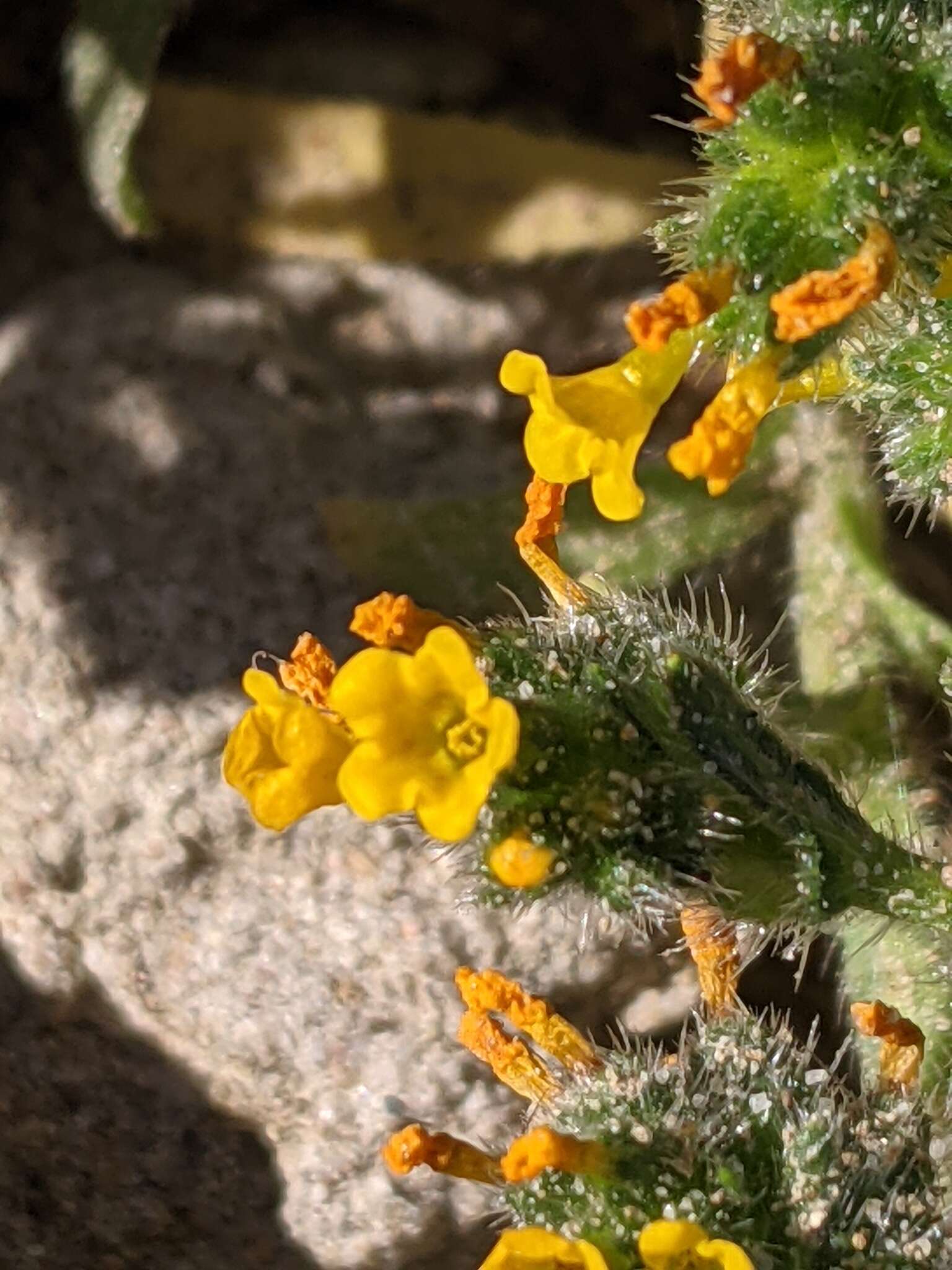 Image of Woolly-Breeches