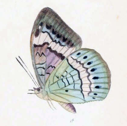 Tanaecia cibaritis Hewitson 1874 resmi