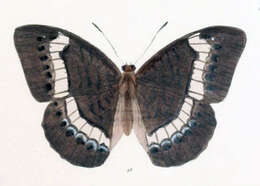 Tanaecia cibaritis Hewitson 1874 resmi