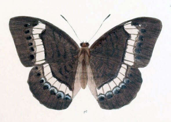 Tanaecia cibaritis Hewitson 1874 resmi