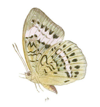 Tanaecia cibaritis Hewitson 1874 resmi