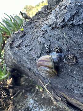 Image of <i>Helminthoglypta sequoicola consors</i> S. S. Berry 1938